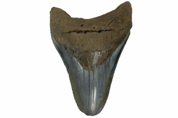 Serrated, Fossil Megalodon Tooth - South Carolina #182989